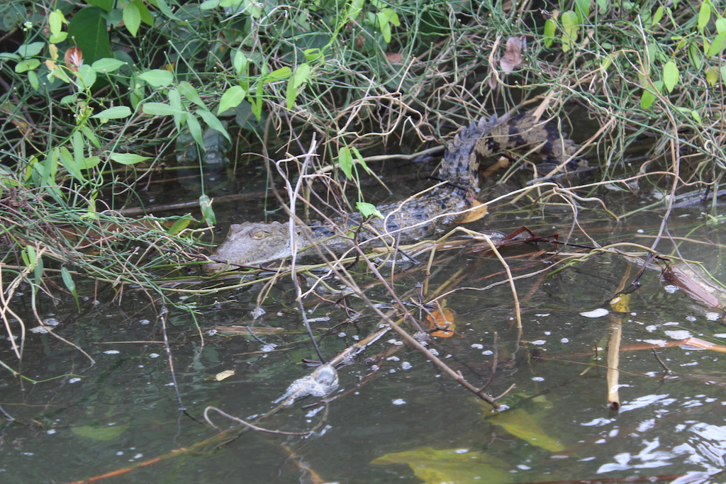 Young Lyle Lyle Crocodile spotted in Monkey River