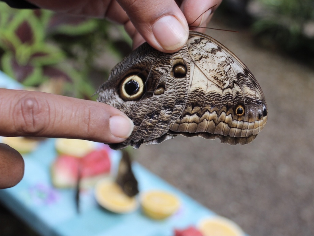 A blue morpho butterfly that fakes out predators by looking like a snake, or owl