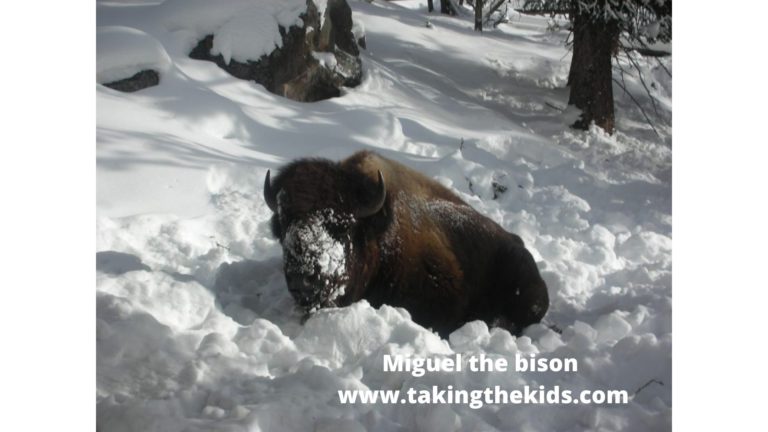 Yellowstone (and other national parks) in winter
