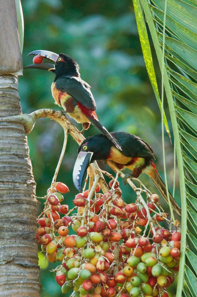 Toucans galore at The Lodge at Chaa Creek