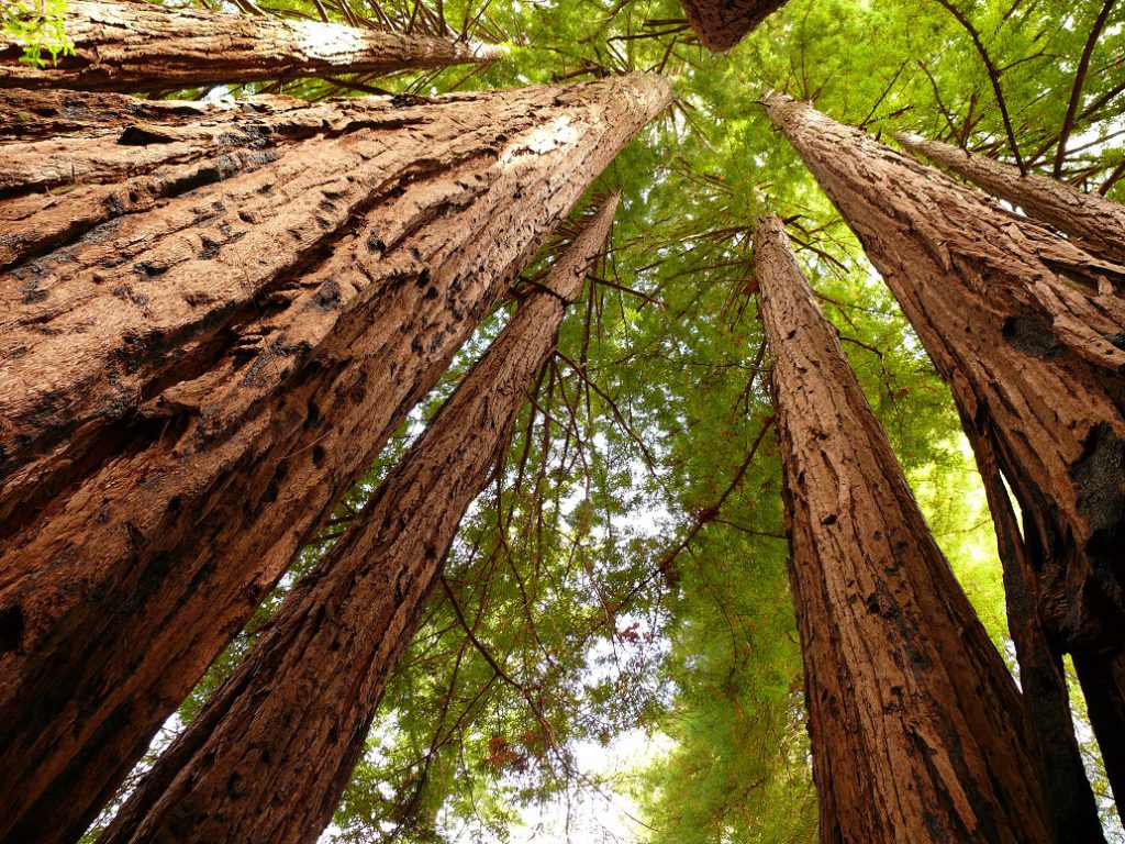 A few giant redwood trees pointing to the sky. Big Basin state park California.