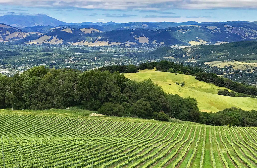 The lovely rolling hills and vineyards in the countryside of Sonoma County, California.