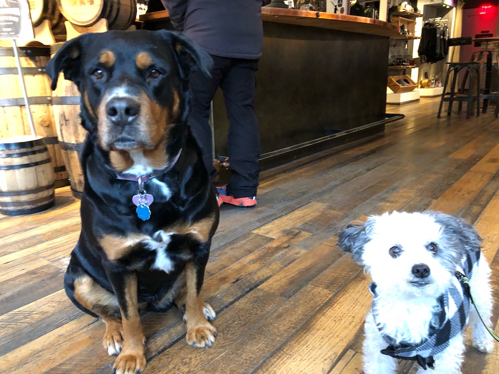 Vail is a great town for dog meetups. Ask Xena and Jake