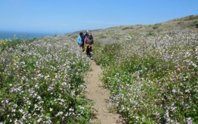 Hiking through wildflowers in Point Reyes National Seashore in CA