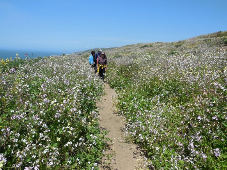 Hiking through wildflowers in Point Reyes National Seashore in CA