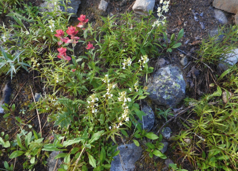 A riot of wildflowers on the trail between Crested Butte and Aspen CO