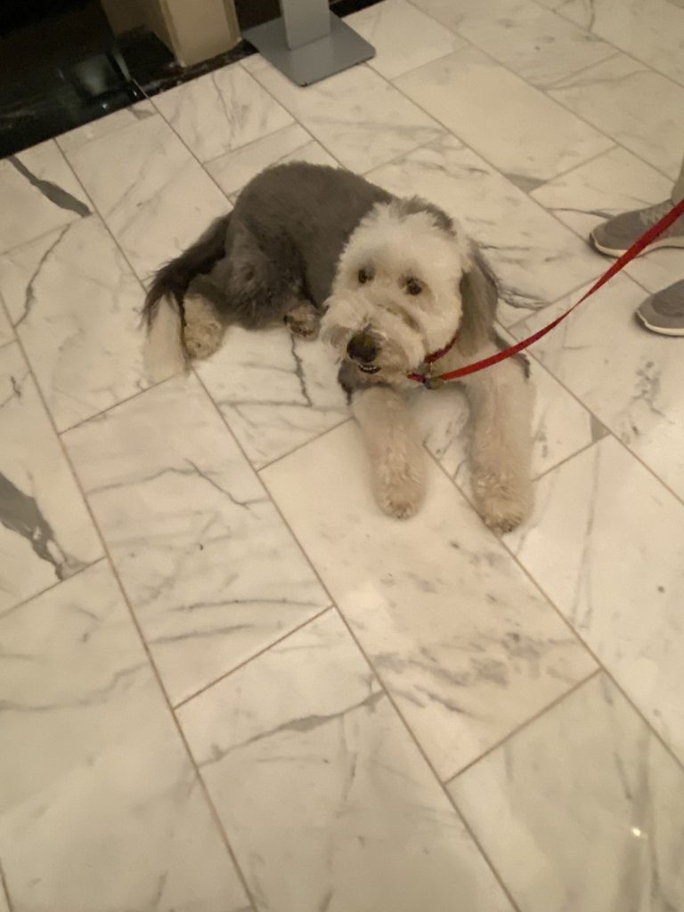 A very contented pooch at the Loews Regency New York Hotel