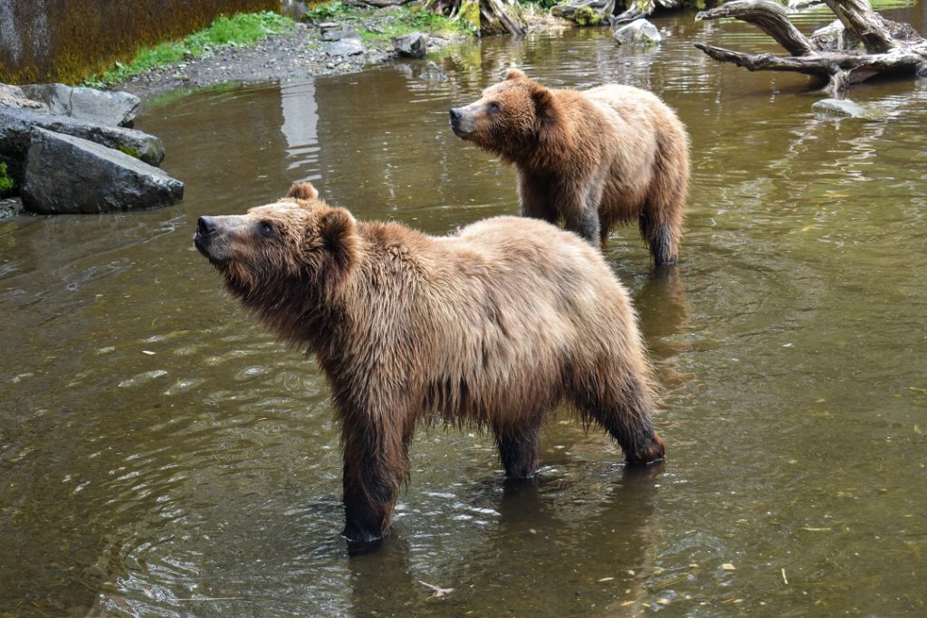 In search of apples at the Fortress of the Bear in Sitka, Alaska.