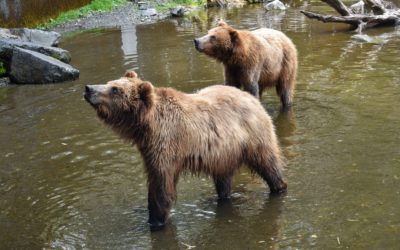 In search of apples at the Fortress of the Bear in Sitka, Alaska.