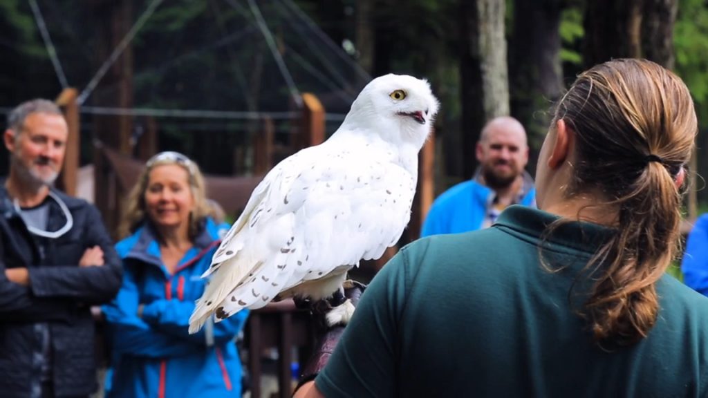 A snow owl at the Alaska Raptor Center