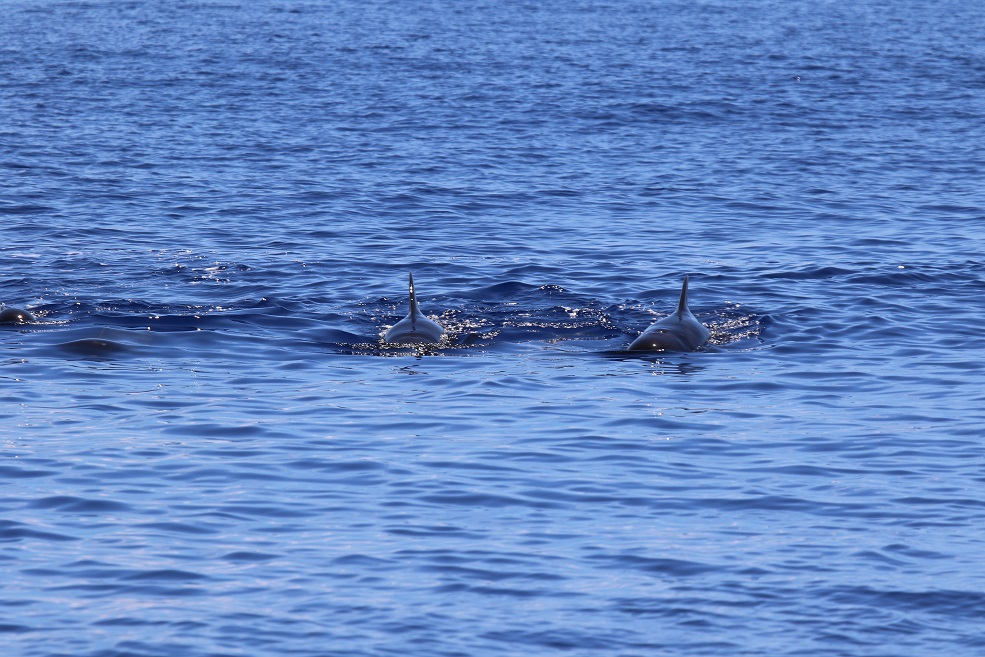 Pacific Pilot Whales (Photo courtesy SailHawaii.com)