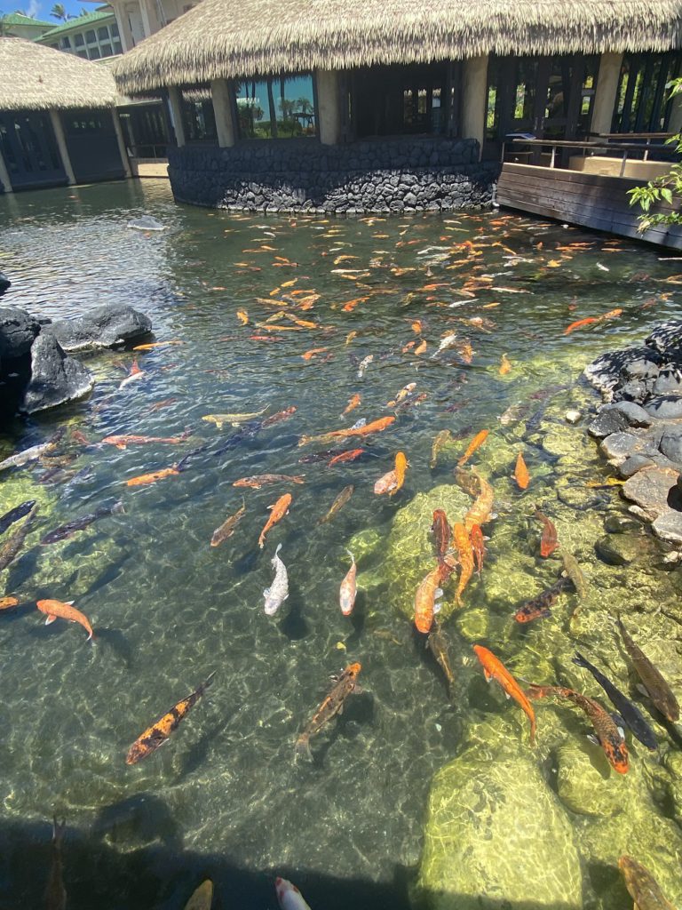 Koi Pond at Tidepools Restaurant