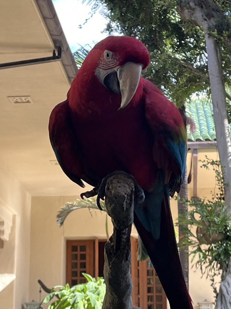 Mackaws greet guests in the lobby of the Grand Hyatt Kauai