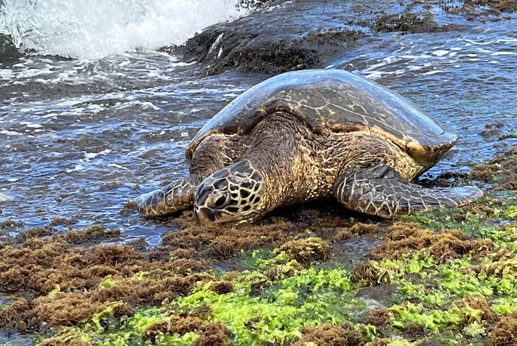 Turtles and more on Hawaii’s North Shore