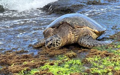 Turtle we spotted on Turtle Beach - Oahu's North Shore