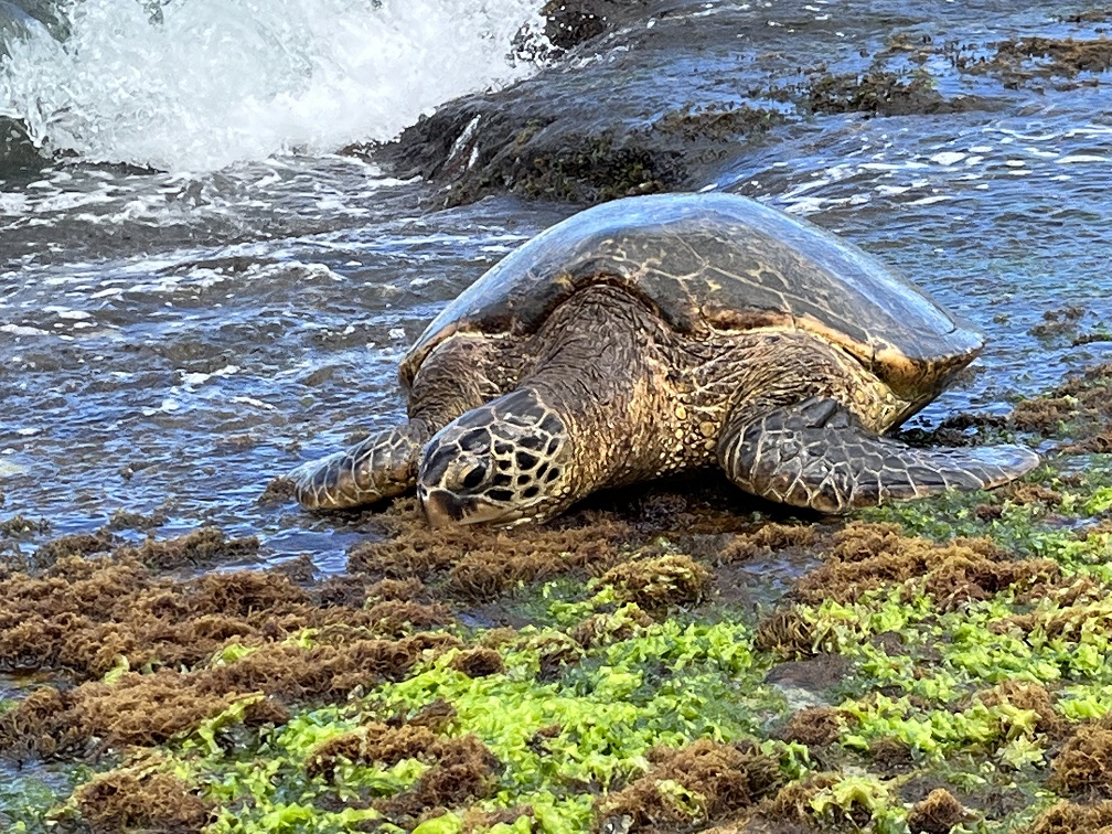 Turtle we spotted on Turtle Beach - Oahu's North Shore