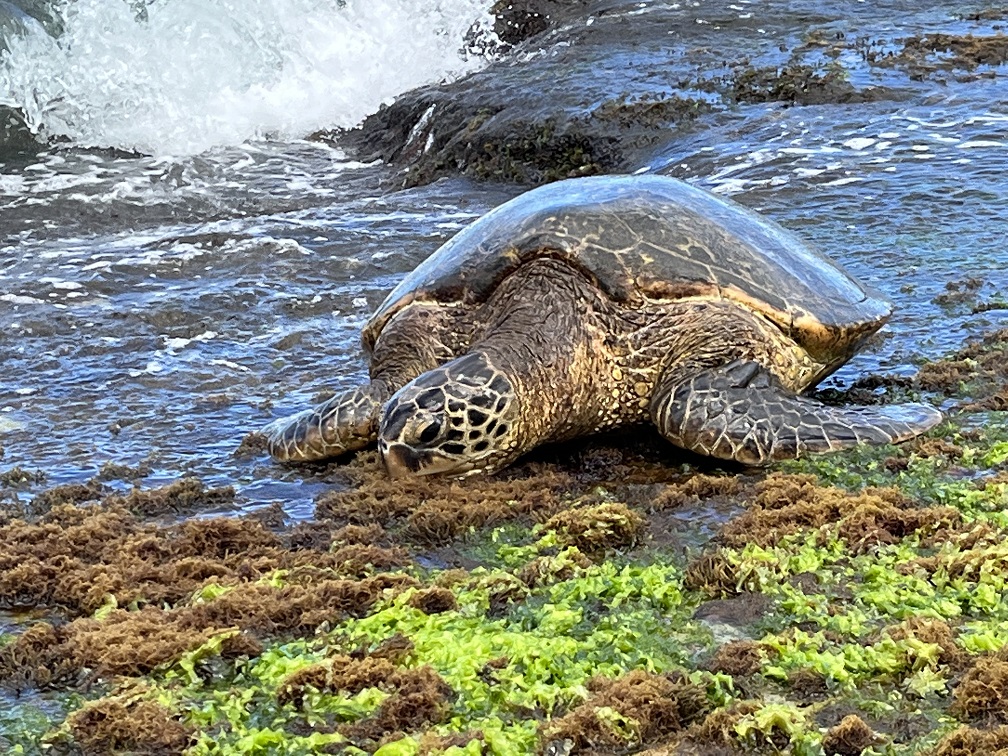 Ultimate Guide to Turtle Beach Oahu (2023)