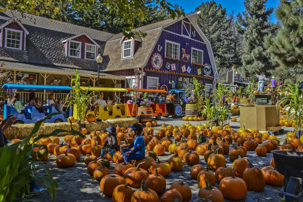 Pumpkins at Half Moon Bay.