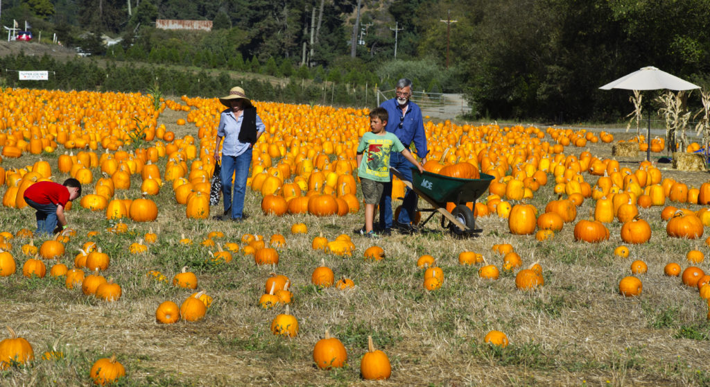 Half Moon Bay pumpkin patch.