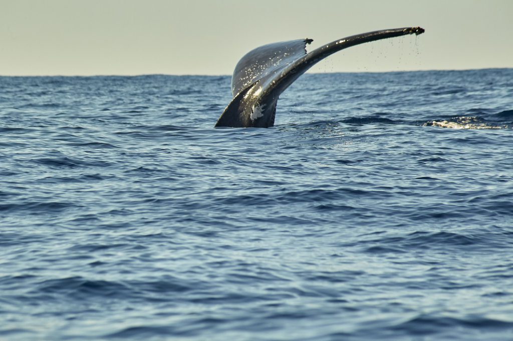 Whales in Pacific Ocean near Cabo San Lucas.