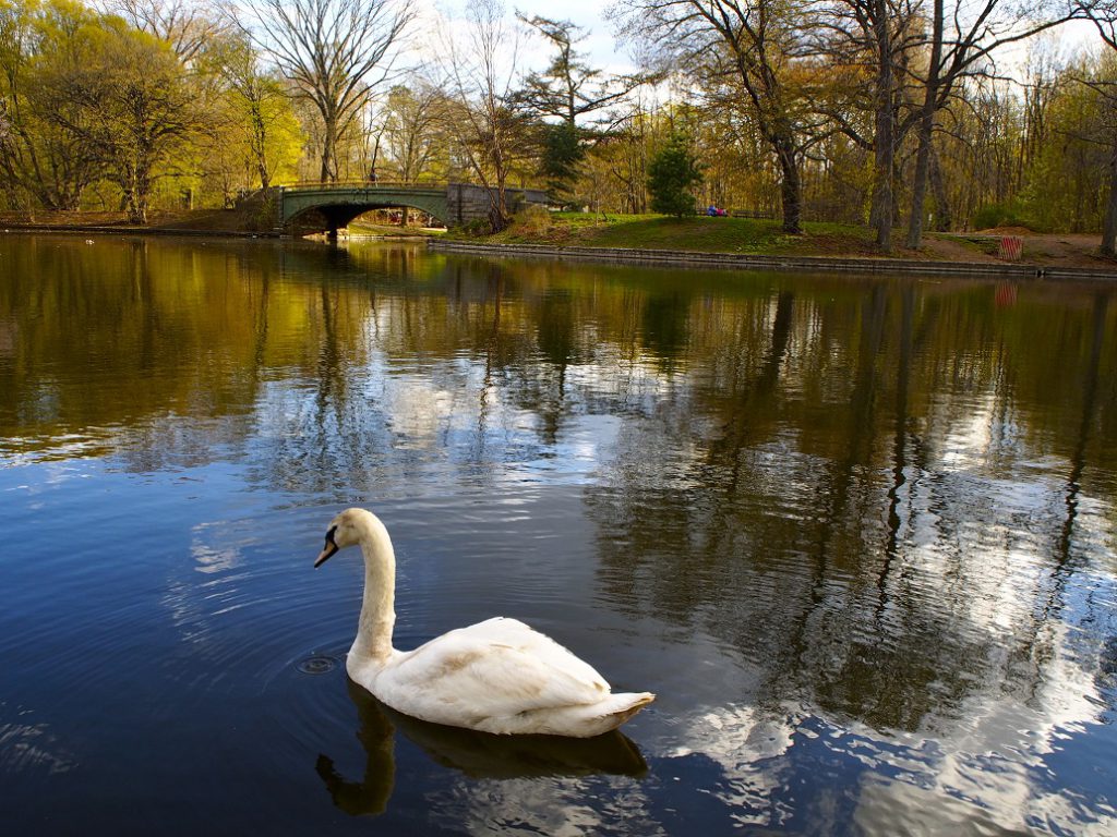 Lake in Prospect Park (New York)