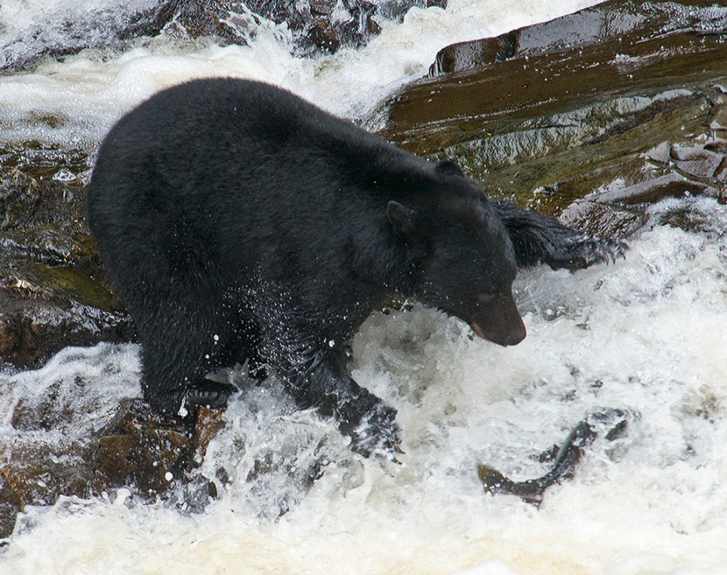 Bears fishing in the wild of Alaska's Inside Passage