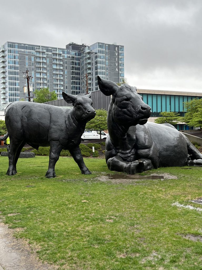 The larger than life bovines outside the Denver Art Museum draw enthusiastic groups of kids every day