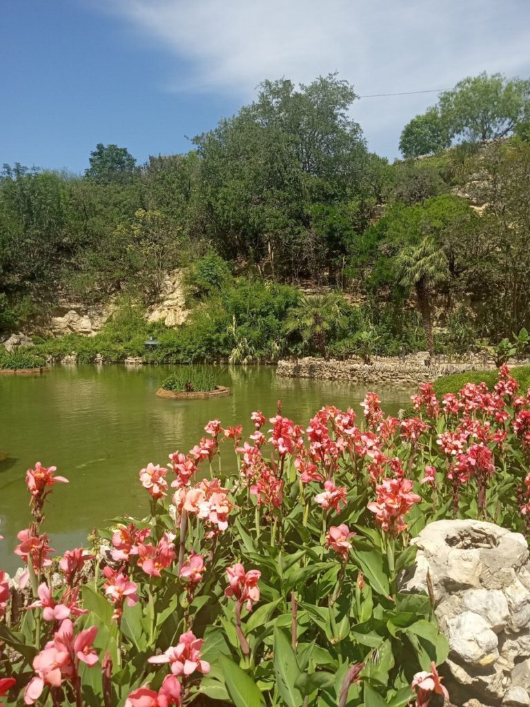 Flamingo feeding at San Antonio Botanical Gardens