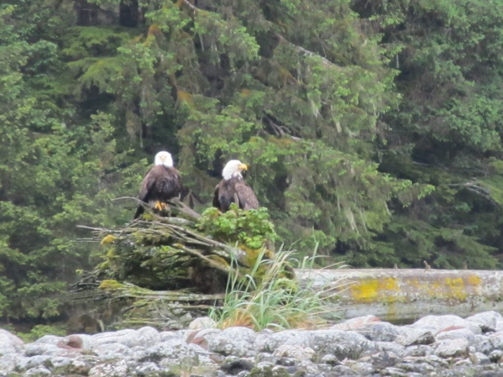 Pair of bald eagles we encountered on Alaska UnCruise 2012