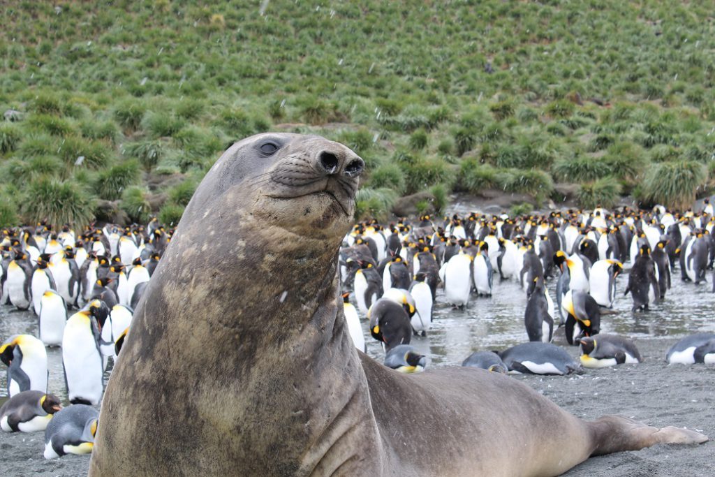Sea Lion and scores of King Penguins on South Georgia