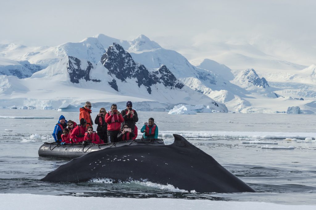 With the Southern Humpback whales in Wilhelmina Bay