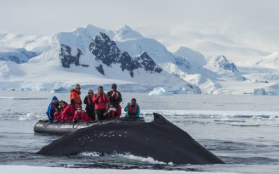 With the Southern Humpback whales in Wilhelmina Bay