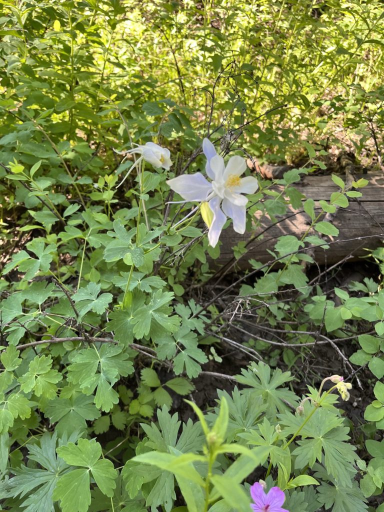Columbines on the K9 trail above Deer Valley