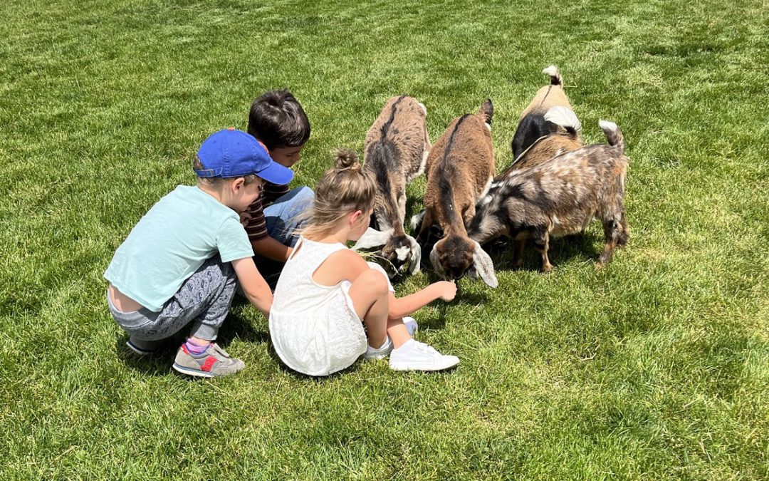 Lil Wranglers and baby goats gather to chat