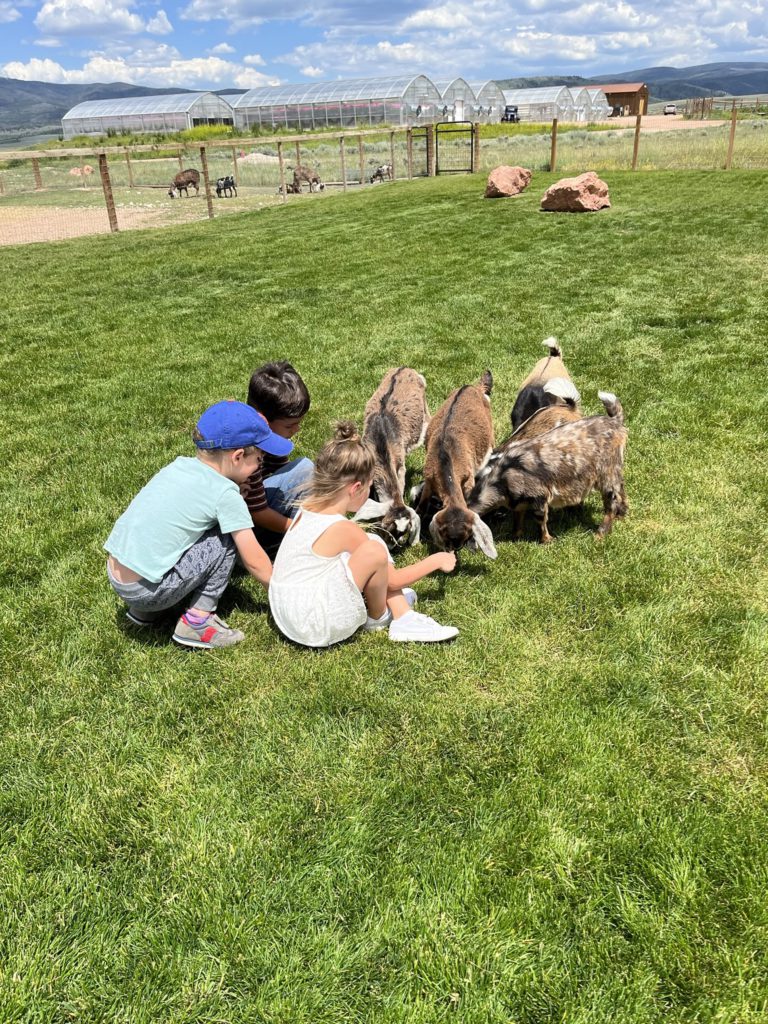 Lil Wranglers and baby goats gather to chat