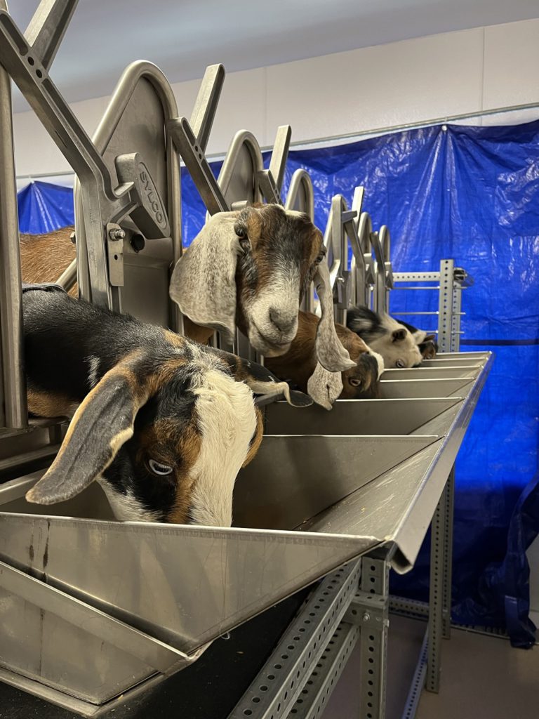 Early morning goat milking at the Medicine Bow Creamery, Brush Creek Ranch, Wyoming