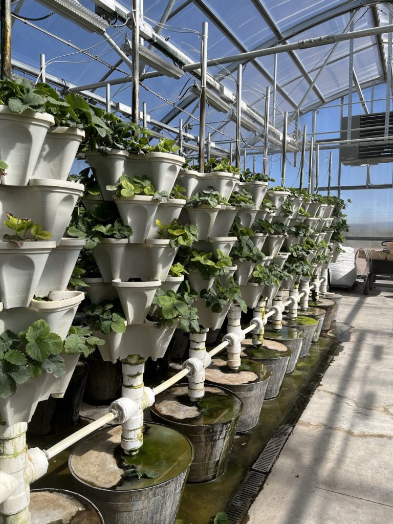 Strawberries growing in the hydponic greenhouses at Brush Creek Ranch, Wyoming