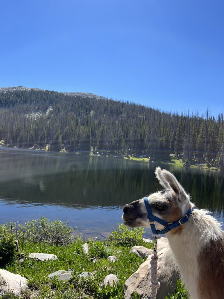 A very unique hike with pair of llamas in Wyoming