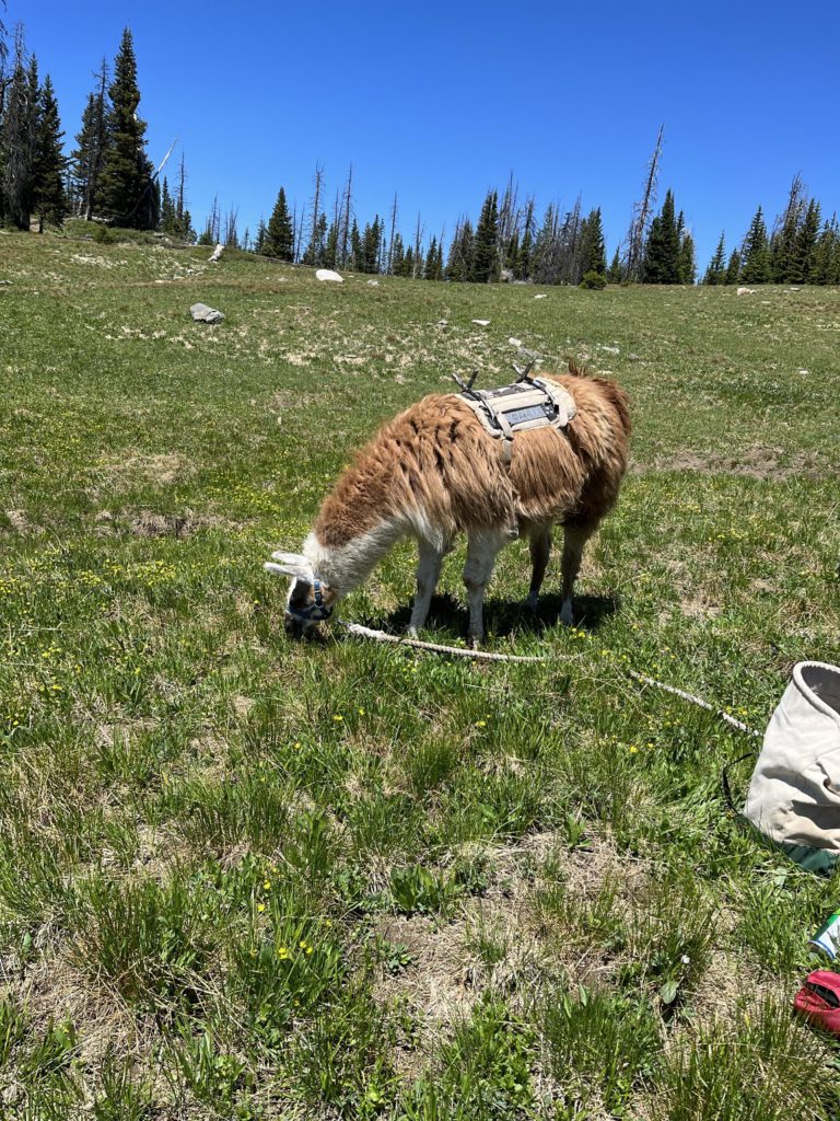 While Eileen soaks in the view, Chrisco and Trotter enjoy their organic lunch