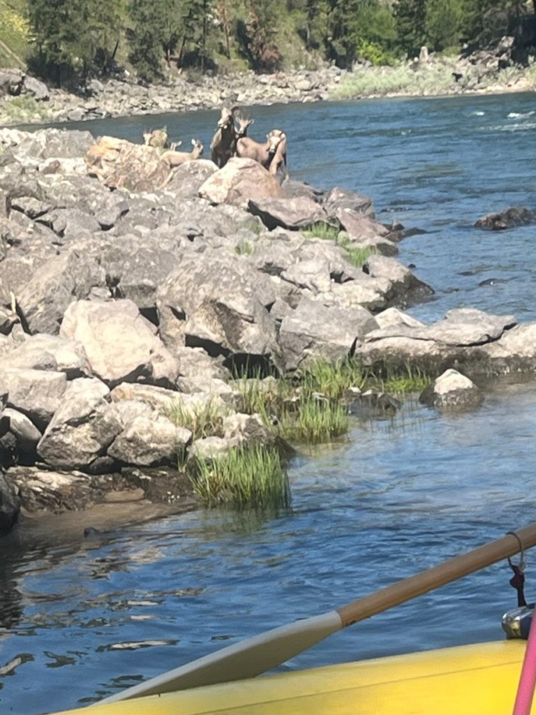 Bighorn sheep appear at a stop along the Main Salmon River