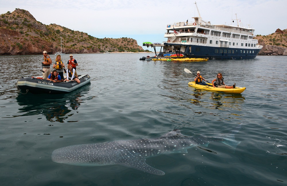 Kayaking near a Whale Shark on an UnCruise Adventure