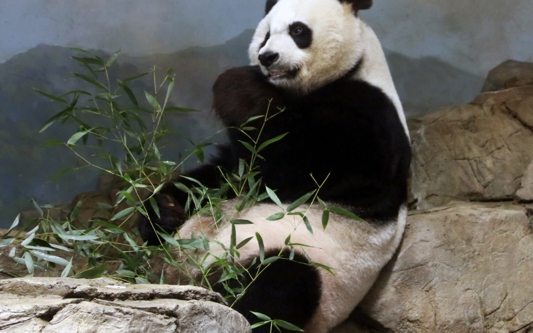 Go See Washington’s Giant Pandas While You Still Can