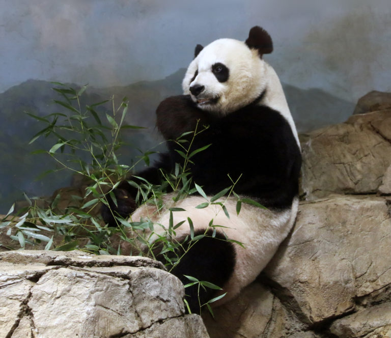 Go See Washington’s Giant Pandas While You Still Can