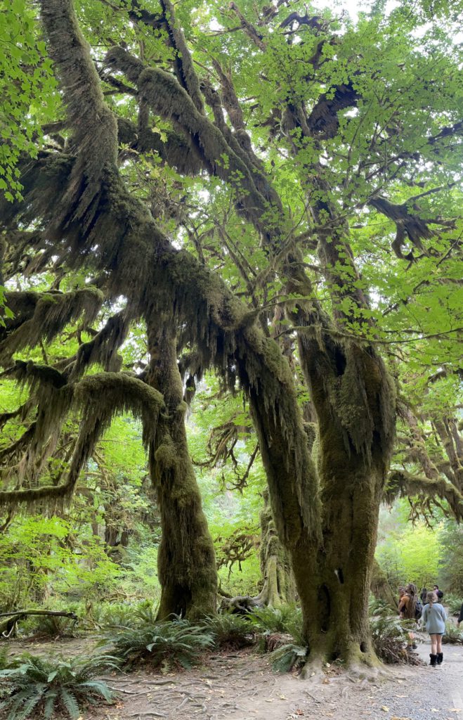 Hall of Mosses trail in Hoh Rainforest. Credit: Lindsey Scot Ernst
