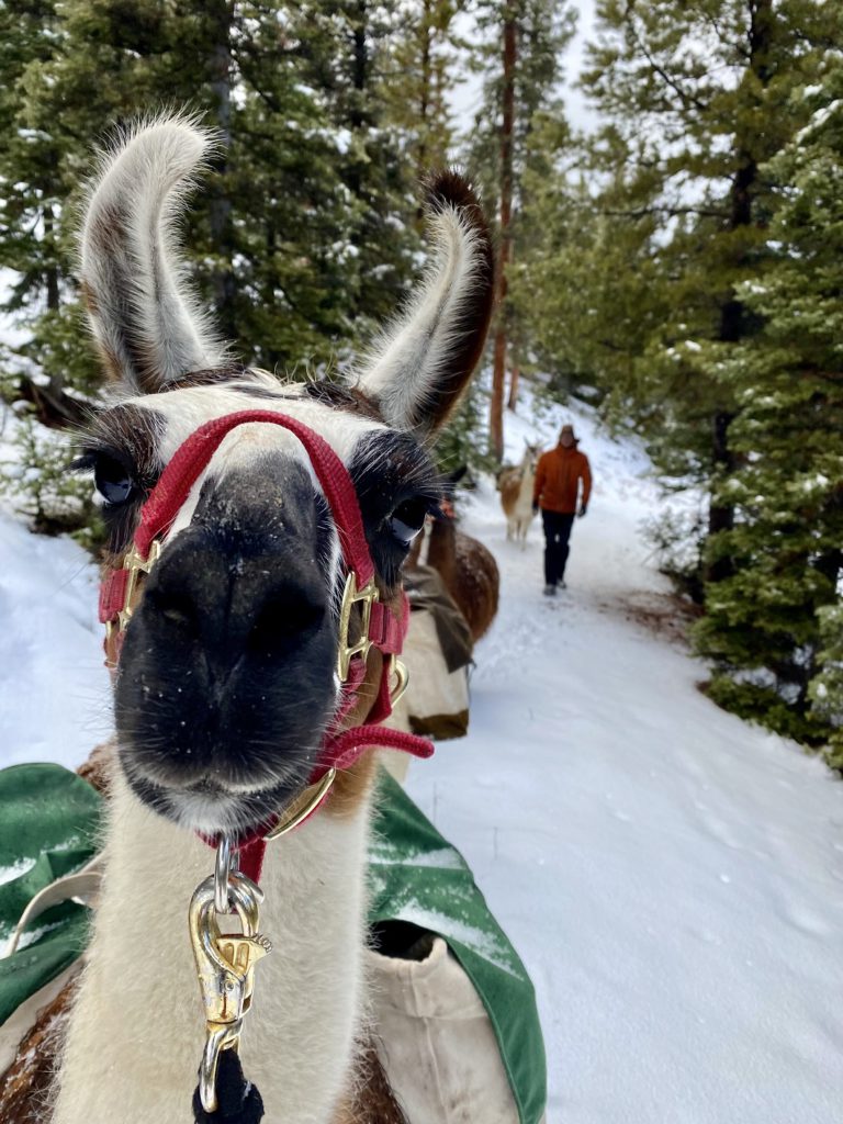Snowshoeing with a Llama.
