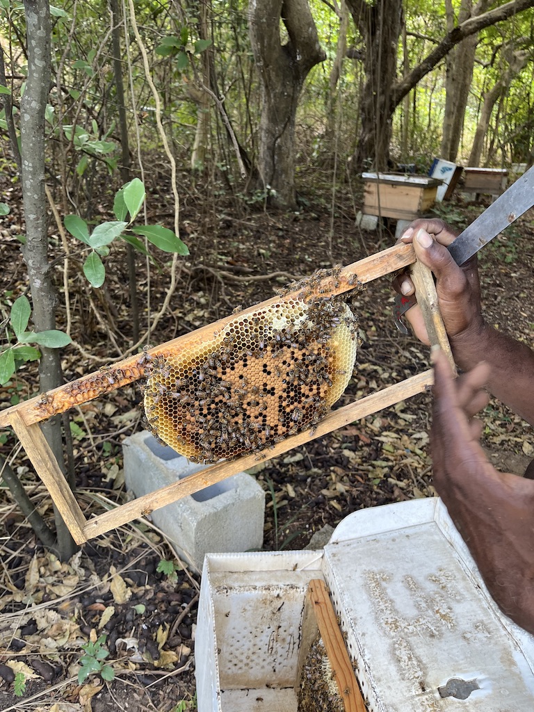 Beekeeping at Walkers Reserve on Barbados