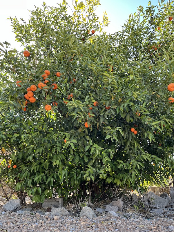 Valencia mandarin oranges for the picking. On Regent Seven Seas excursion, Paella making near Valencia Spain