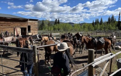 Medicine Bow Lodge's corral in action