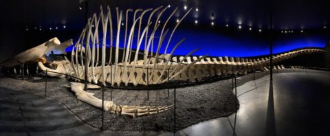 Panoramic view of the Blue whale skeleton in Husavik Iceland Whale Museum