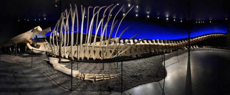 Panoramic view of the Blue whale skeleton in Husavik Iceland Whale Museum